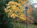 Autumn Trees lamp 